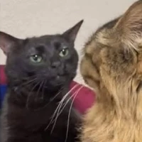 hệ thống của bột mì