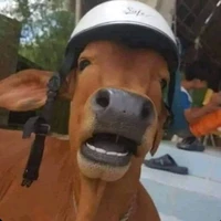 Bò xê ôm.