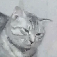 ᴘᴜ ʙɪ ᴄᴜᴛᴇ