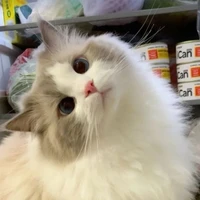 Đức Duy (hình mèo)