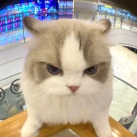 con chuột này tên mèo