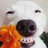 Nam 9 (con chó ngặm hoa)