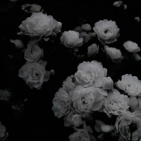 Băng Hoa Hắc Ám 🥀