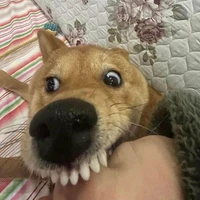 Cắn m bây giờ 😾