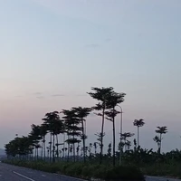 NVP