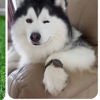 Hắc Đạo (TườngLâm) 