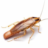Gián Mẹ