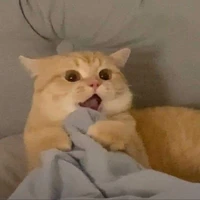 TG mèo mắc trên cây:)