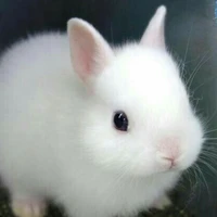 Nguyễn Quang Anh(Dạng thỏ)