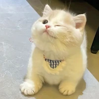 Bánh quy nhỏ🍪