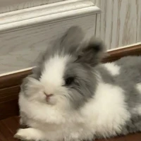 pé tác giả chu che hột me 😚💗💙