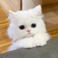 HT(mồm lèo)