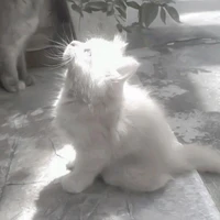 Ozin-mèo anh lông trắng-