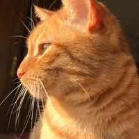 Kisa-mèo cam-