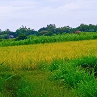 G.K( bạn tg)