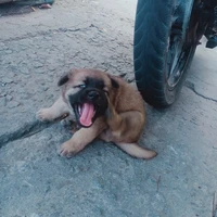 hệ thống chó:3