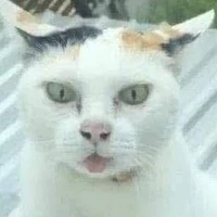 Tg