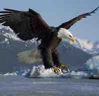 Hamburger/đại bàng 