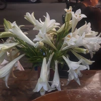 Mommy của bacon và acorn