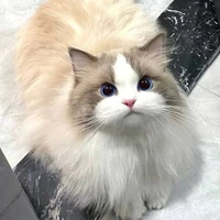 Mochi