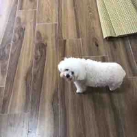 Con t/g lười biếng