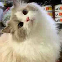 Kitty