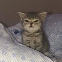t/g