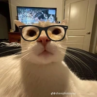tác giả nhạt nhẽo