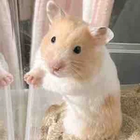 Chuột hamster 