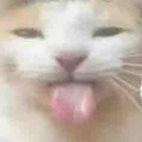 T/g nekk