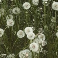 Cân mọi vai diễn