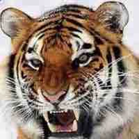 🐅 