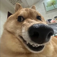 Chó Tồi..