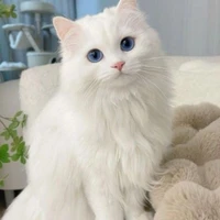 Mon