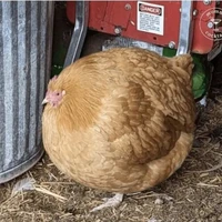 HT chik ken