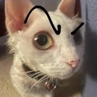 con em báo đời báo đốm