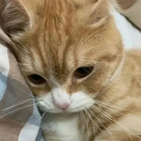 mèo