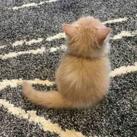 All (trừ ai thì trừ)