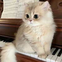 Mèo