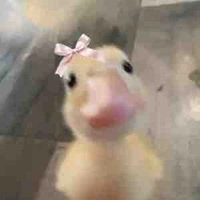 𝐌𝐢𝐞 𝐁𝐞𝐥𝐥 - tg