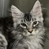 hệ thống / quýt/