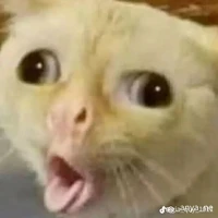 t/g
