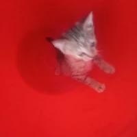 𝙲𝚑𝚒𝚕𝚕 𝚌𝚞̀𝚗𝚐 𝚝𝚊́𝚌 𝚐𝚒𝚊̉