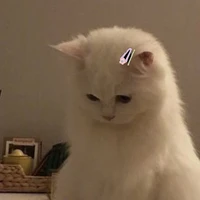 mèo