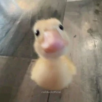 [t/g] vịt 🦆