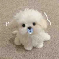 Cún không phải Wed đâu.