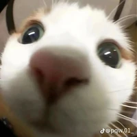 Tác giả Cuti