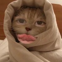 Zun meow meow