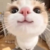 cả hai hệ thống