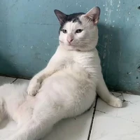 Mồn lèo làm tất cả nhv